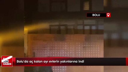 Bolu’da aç kalan ayı evlerin yakınlarına indi