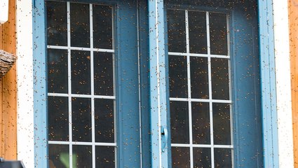 How To Get Asian Lady Beetles Out Of Your Home