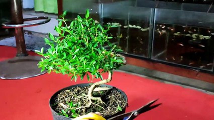Pruning Bonsai #1