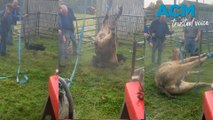Udderly bonkers, curious cow hauled hoof first from sinkhole