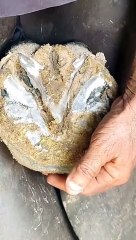 Horse Hoof Cleaning Like a Pro