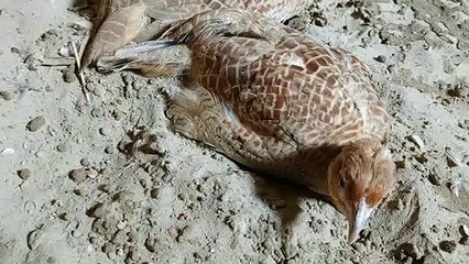 teetar irani chicks sitting