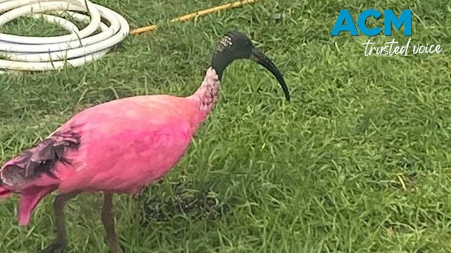 Locals baffled over barbie pink bin chickens