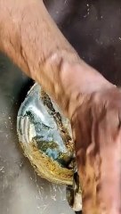 Horse Hoof Cleaning Like a Pro