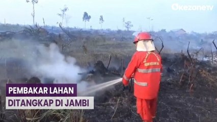 6 Pelaku Pembakar Lahan Ditangkap Polda Jambi