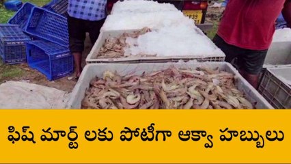కాకినాడ జిల్లా: ఆక్వా హబ్ ల ఏర్పాటుకు ప్రభుత్వం గ్రీన్ సిగ్నల్..!