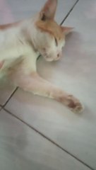 Kucing oyen