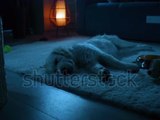 Jim Henson Dogs Xexuson - Real Life Dogs Sleeping Nighttime Footage Segment