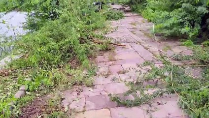 Forest started to be cleared through walking track, 20 laborers employed