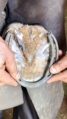 Horse Hoof Cleaning Like a Pro