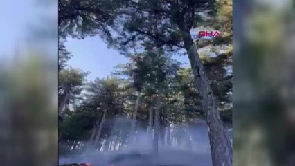 Adana'da Ormanda Yangın Çıktı