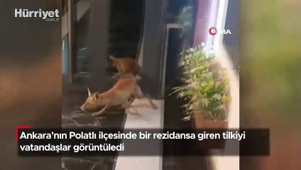 Rezidansa giren tilkiyi vatandaşlar görüntüledi