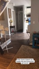 The Furry Invader That Cat-apulted Into My Room