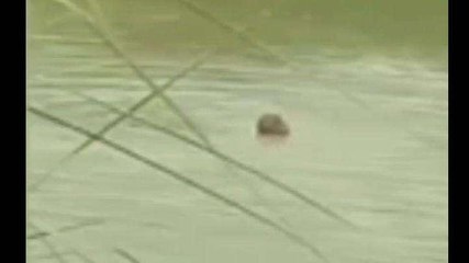 मैनपुरी: नहर में शिक्षामित्र ने लगाई छलांग, लोग बचाने की जगह बनाते रहे वीडियो