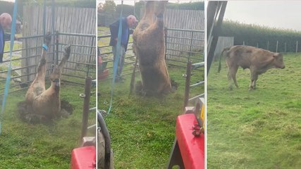 Incredible moment cow pulled out of sinkhole in County Durham