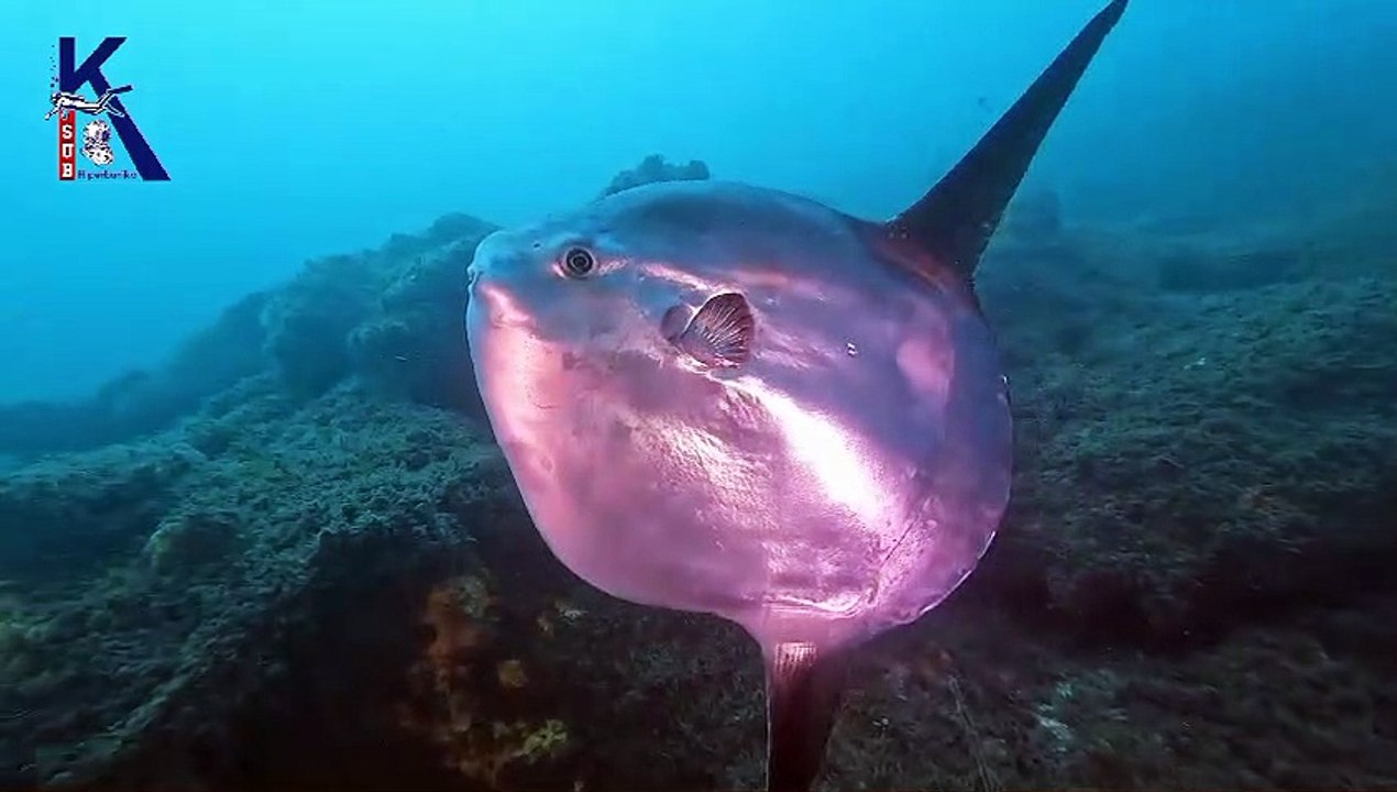 Peces luna en el ratón de Getaria
