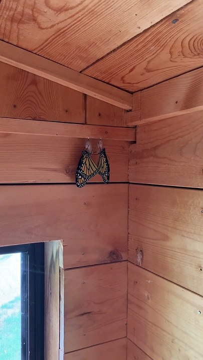 Monarchs in Love