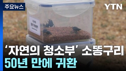50년 만에 돌아온 '자연의 청소부' 소똥구리 / YTN