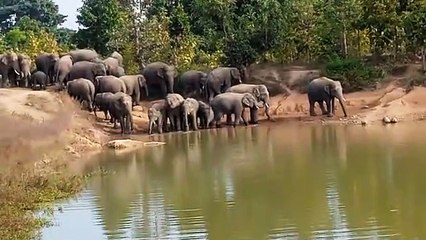 लेमरू एलीफेंट कॉरिडोर का काम बेहद सुस्त हाथियों के हमले में ग्रामीणों की जा रही जान