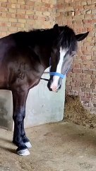 Horse Hoof Cleaning Like a Pro