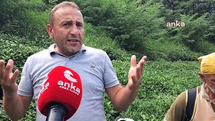 Hopa Ziraat Odası Başkanı Olcay Muti: "60 Yaşındaki Üreticimiz Makas Sallayıp Çay Topluyorsa Bunun İsmi Geçim Sıkıntısıdır"