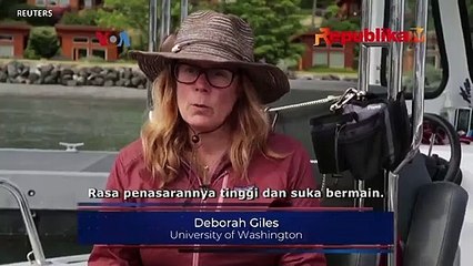 Paus Pembunuh Tebarkan Kekhawatiran di Pantai Barat AS