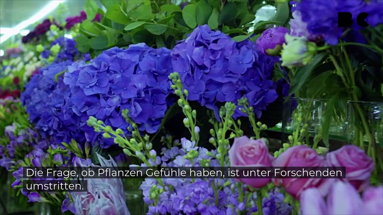Haben pflanzen gefühle?