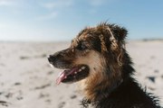 5 Cosas A Tener En Cuenta Antes De Ir A La Playa Con Tu Perro