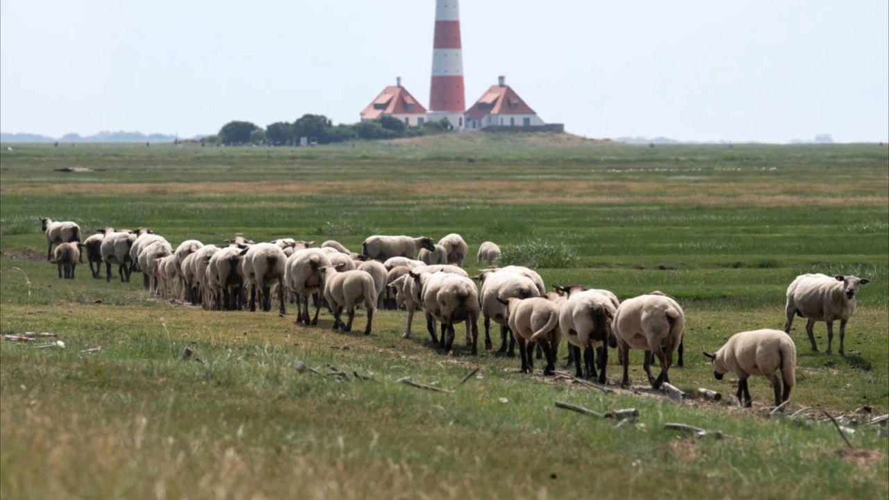 Niedersachsen setzt auf schutz von schafen ohne wolfsausrottung