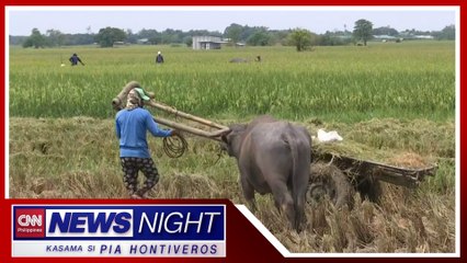 Ilang magsasaka sa Pangasinan sinimulan na mag-ani ng palay | News Night