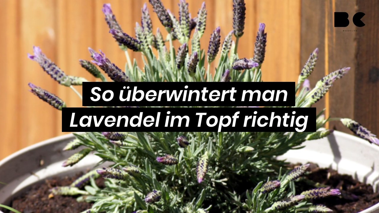 So überwintert man Lavendel im Topf richtig