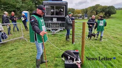 Cap takes a bath at World Sheepdog Trials Northern Ireland 2023