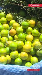 Sube el precio del limón en La Paz y El Alto; los comerciantes dicen que es “sacado a Perú”.