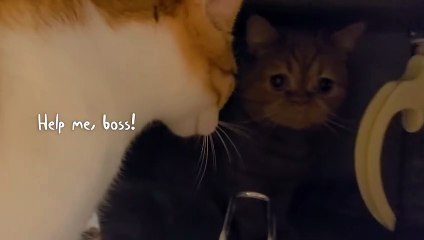 The Suspicious Nature of Cats | Kittisaurus