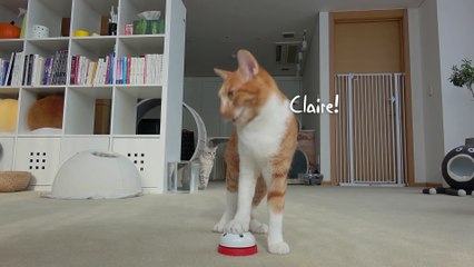 My Cat Keeps Ringing the Bell 24/7! | Kittisaurus