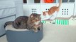 Annoying Little Kitten Keeps Bothering LuLu! | Kittisaurus