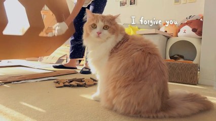 DoDo Challenged LuLu! | Kittisaurus