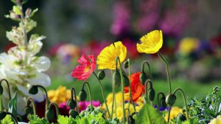 5 applications pour reconnaître les plantes et fleurs