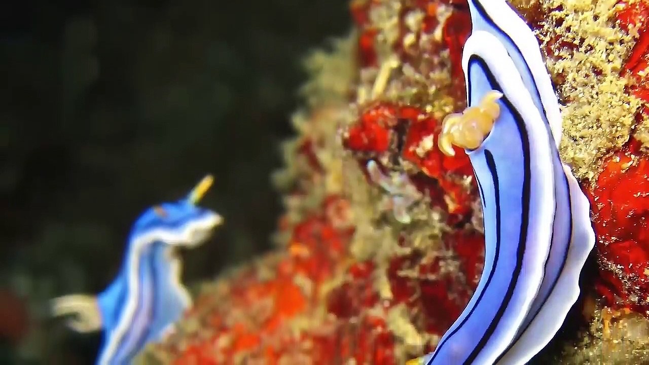 TOP 15 Most Unusual Lifeforms