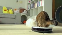 My Robot Vacuum Transformed into a Cat Uber! | Kittisaurus