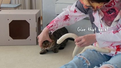 Cats vs Funny Zombie! | Kittisaurus