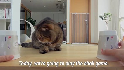 Just Your Typical LuLu Fail! | Kittisaurus