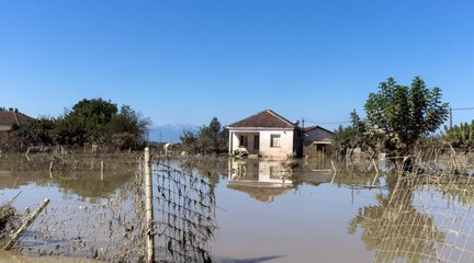 Griechenland: Tausende Tierkadaver sorgen für Gesundheitsrisiken