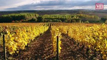 Vallée de la Loire : nos coups de cœur pour les rouges de millésime 2021