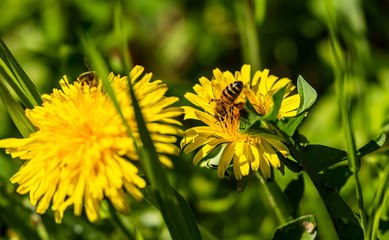 Blütenpollen-Trend: TikToker Beesteez klärt über krasse Umstände auf