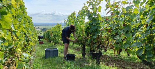 Vendanges dans le Toulois, "la canicule a limité la casse"