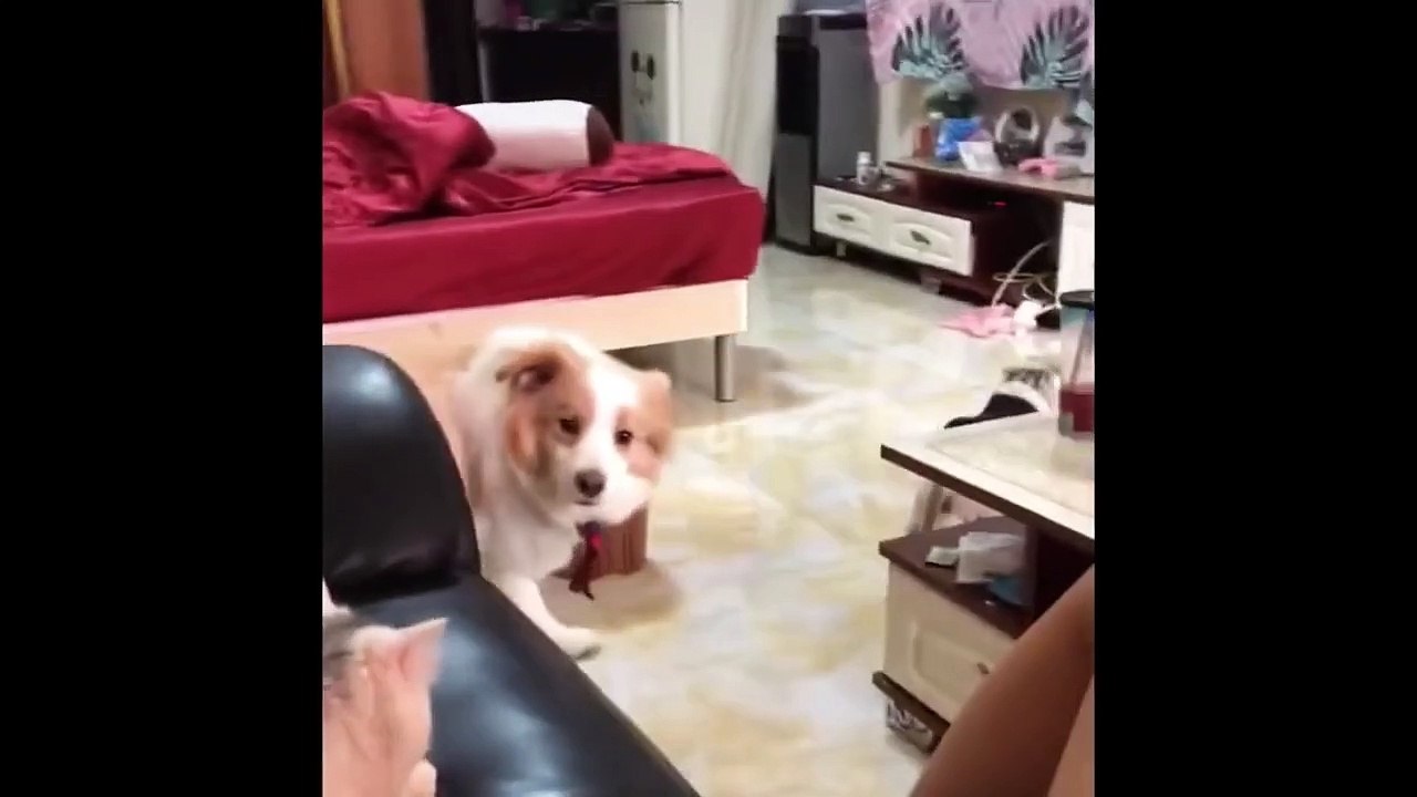 Best Funny Animal Videos Of The 2023 Funniest Cats And Dogs Videos (1)