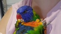 Cute Rainbow Lorikeet loves to bite and lick its owner's nose *Hilarious Video*