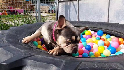 Britain's cost of living: Pets in crisis