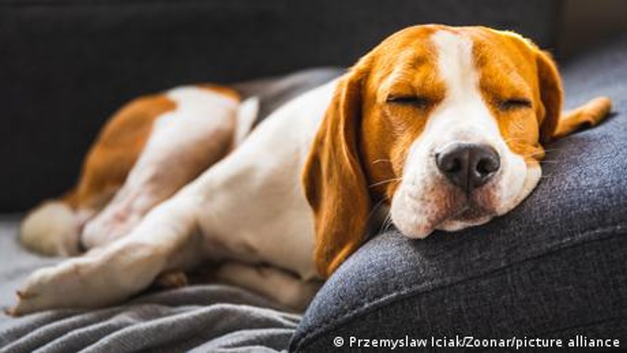 Von den Träumen der Tiere